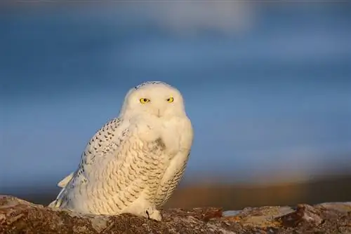 Снимок совы Nikon D600 с пониженной дискретизацией и резкостью