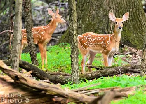 Два фава ждут свою маму
