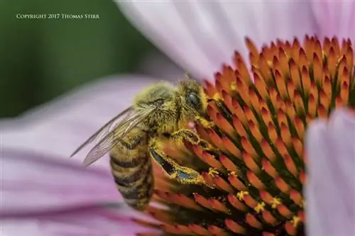 пчелы с 5 линзами 1