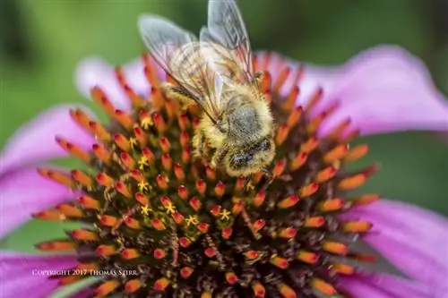 пчелы с 5 линзами 10