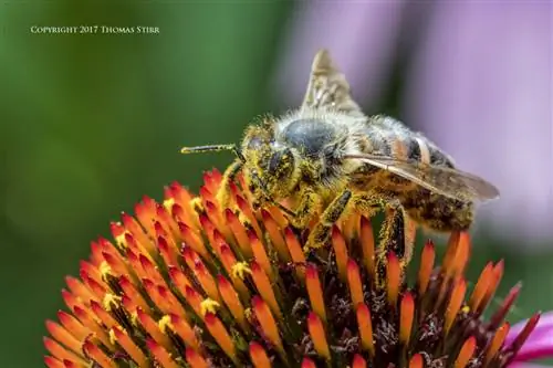 пчелы с 5 линзами 2