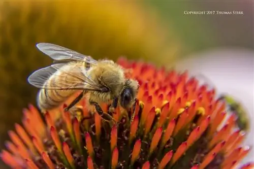 пчелы с 5 линзами 4