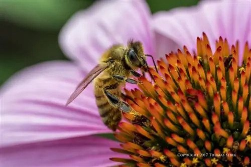 пчелы с 5 линзами 5