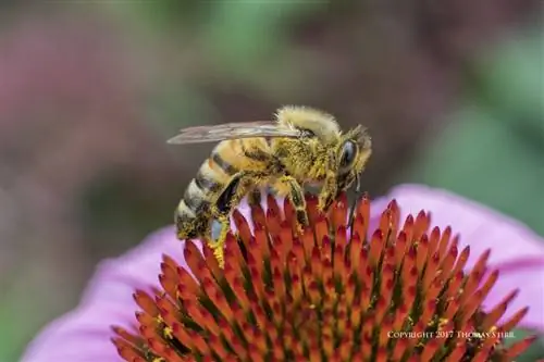 пчелы с 5 линзами 8