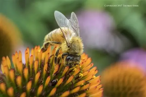 пчелы с 5 линзами 9