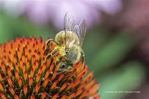 Фотографирование пчел с помощью удлинительной трубки и пяти разных объективов