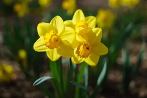 Пример изображения Zeiss Loxia 50mm f2 (7)