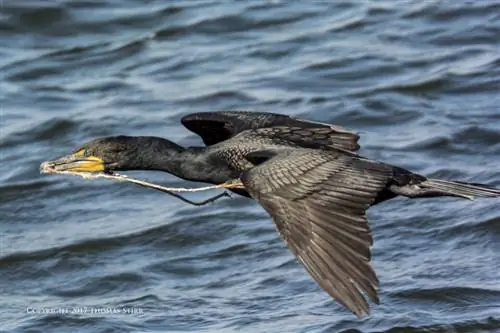 найти кадр огня 12