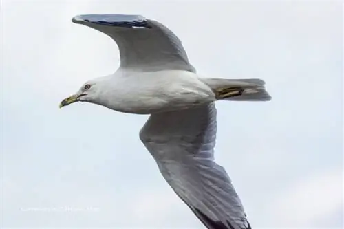 найти кадр огня 4