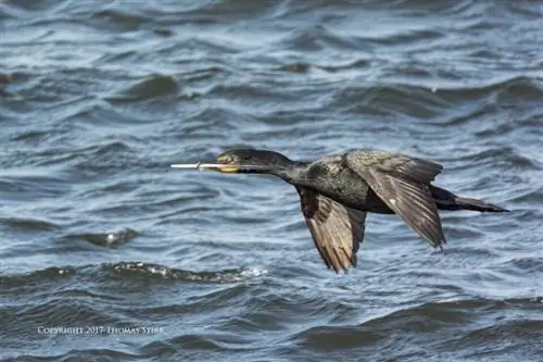 найти кадр огня 6