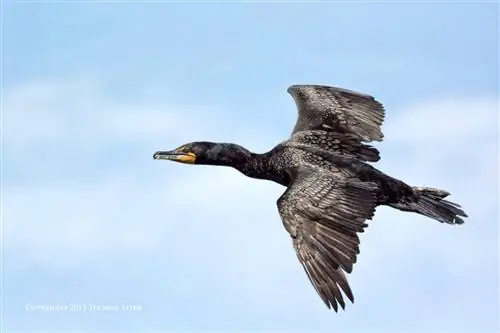 найти кадр огня 7