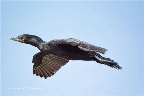 найти кадр огня 8