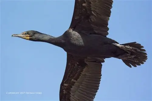Практические упражнения «Птицы в полете»: Найти – Рамка – Огонь
