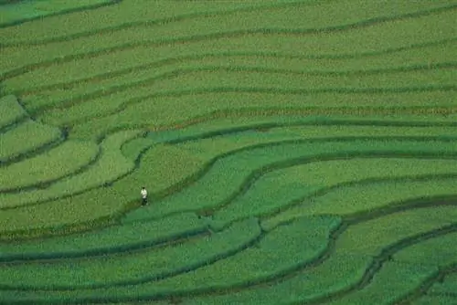 c-2-Беннетт-Стивенс_Белые туфли и рис_Вьетнам