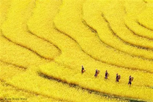 1. Чжо-Кьяу-Винн - Золотой треугольник Бирмы