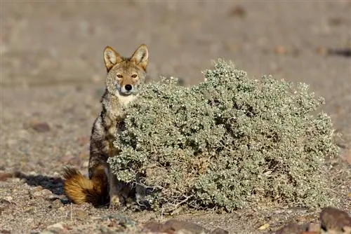 НП «Долина Смерти» (10)