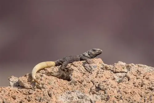 НП «Долина Смерти» (1)