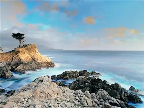 Одинокий кипарис