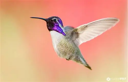 Что такое сжатие объектива и как его использовать на фотографиях