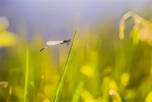 Стрекоза Nikon 105 VR