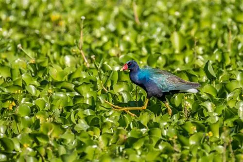 Изображение Purple Gallinule с разрешением 5000 PPI.