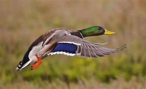 Учебное пособие по уменьшению шума на фотографиях