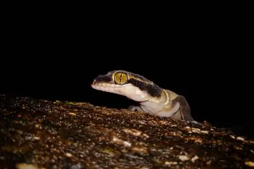 Деканский полосатый геккон - Cyrtodactylus deccanensis