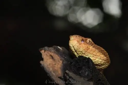 Малабарская гадюка - Trimeresurus malabricus (оранжевая морфа)