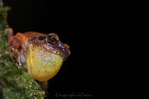 Кустовая лягушка Амболи - Pseudophilautus amboli