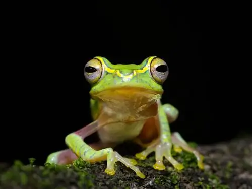 Маленькая древесная лягушка - Rhacophorus Lateralis