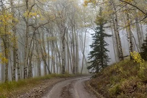 Осины в тумане