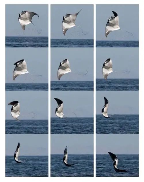 Композитный прыжок Devil Ray Jump