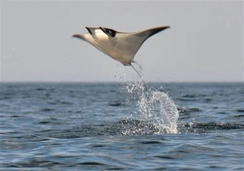Дьявольский луч, выпрыгивающий из моря