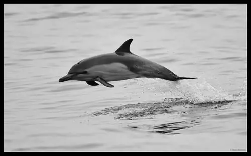 Дельфин Прыжок