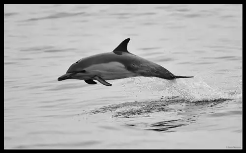 DX или FX для фотографии спорта и дикой природы