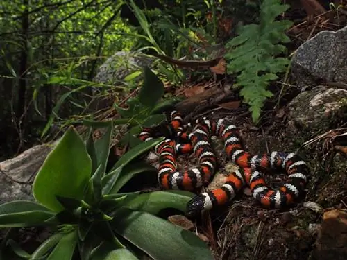 ЦИФРОВАЯ КАМЕРА OLYMPUS