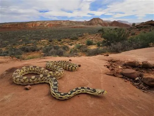 ЦИФРОВАЯ КАМЕРА OLYMPUS