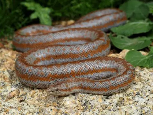 ЦИФРОВАЯ КАМЕРА OLYMPUS