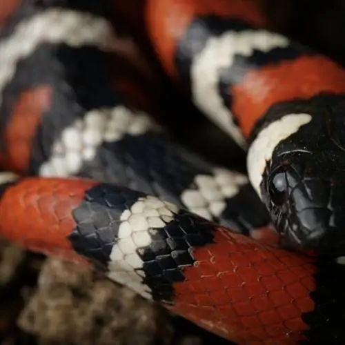 Профиль калифорнийской горы Kingsnake, макроснимок лица