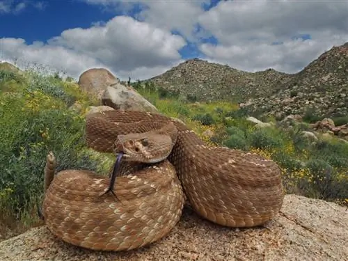 ЦИФРОВАЯ КАМЕРА OLYMPUS