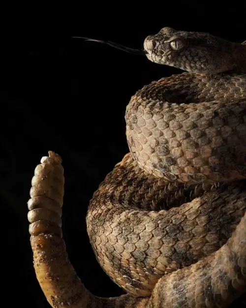 ЦИФРОВАЯ КАМЕРА OLYMPUS