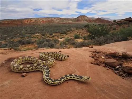 Почему я фотографирую змей?