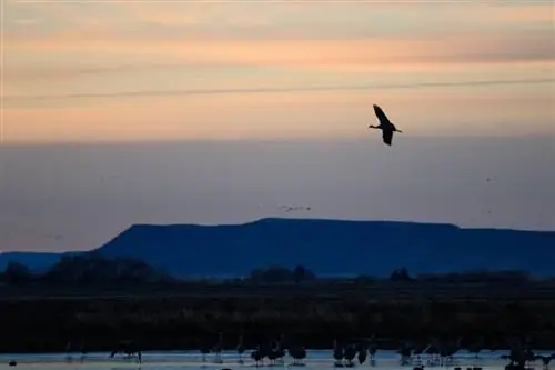 Песчаный журавль Колорадо