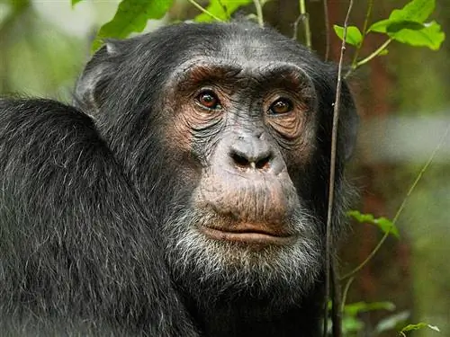 Шимпанзе в фотографии - это хорошо или плохо?