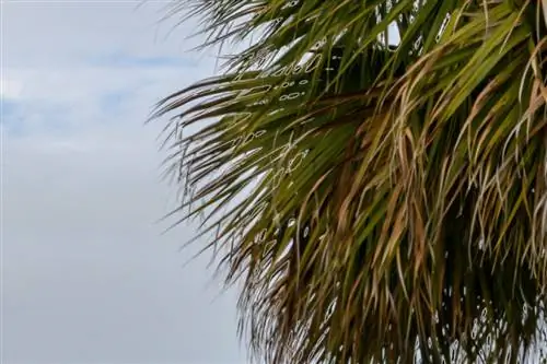 Сильные ореолы в HDR-изображении