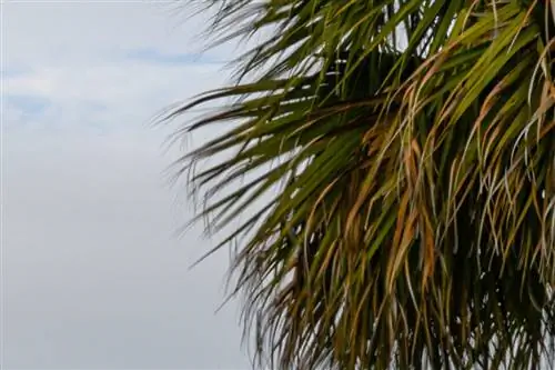 Отсутствие ореолов в среднем изображении