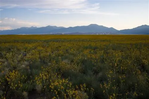 Цветы перед осветлением переднего плана
