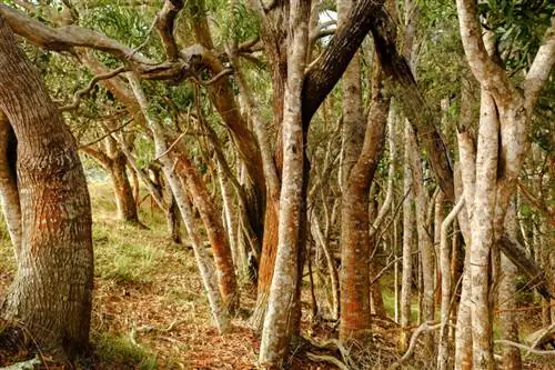 наружная копия