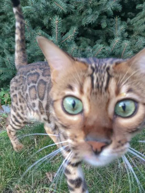 Фотография кота с идеальной гистограммой