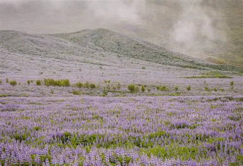 Фиолетовые цветы